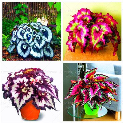 100pcs / bag Begonie Samen Bonsai Blumensamen Hof Balkon Coleus Samen Begonie Topfpflanzen für Hausgarten-Mix