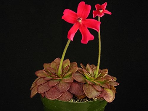 Pinguicula Laueana Red mexikanischen Fettkraut Fleisch fressende Rare 5 Samen
