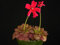 Pinguicula Laueana Red mexikanischen Fettkraut Fleisch fressende Rare 5 Samen