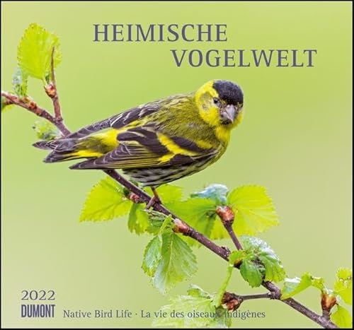 Heimische Vogelwelt 2022 - DUMONT Wandkalender - mit den wichtigsten Feiertagen - Format 38,0 x 35,5 cm