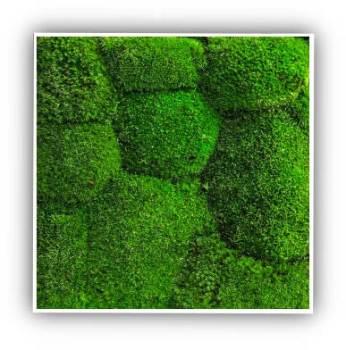 clorophilla. Quadro con Lichene Moss Muschio Naturale, No Manutenzione, Arredo Ufficio e Casa, Idea Regalo - 30x30 (MUSCHIO PALLA)