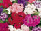 30+ Petticoat-Zwerg-Mix-Phlox/duftende, schattenliebende Staude