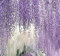5 x GIAPPONESE GLICINE - Semi floribunda Wisteria - RE-blooming Vine - Più lungo racemi di fiori, tutti Wisteria - By MySeeds.Co