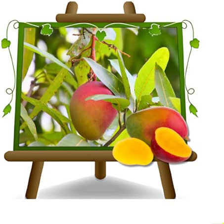 EURO PLANTS VIVAI Mango Varietà Tommy Atkins - Pianta da Frutto Esotico - Tropicale su Vaso 18x35 cm Altezza 130 cm