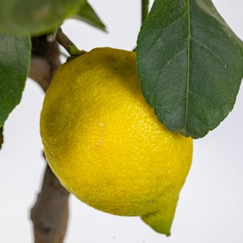 PIANTA DI LIMONE CARRUBARO in fitocella - età 2/3 anni