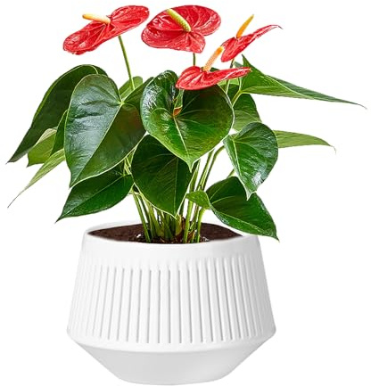 Pots Di Reimpianto - Orchidee Con Fori | Piantatrice Di Orchidee Traspirante A Due Strati | Pot Di Controllo Delle Radici Per Phalaenopsis, Violette Africane E Piante Viventi | Design Ventile