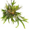POWERS TO FLOWERS - PLATYCERIUM ALCICORNE XXL, pianta vera