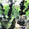 Semi pianta ornamentale Plinia cauliflora Semi 100Pcs Famiglia Myrtaceae Jabuticaba frutta Novel stabilimento brasiliano di semi d'uva albero