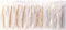 10x Miswak - Siwak - Meswak - Misvak - Sewak Stick - Holzzahnbürste Zahnputzholz vegane Zahnhölzer vom Zahnbürstenbaum Salvadora Persica vakuumverpackt für saubere Zähne (10)