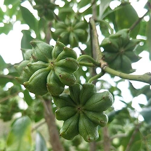 20 PCS Semillas de anís estrellado Aromáticas Alta tasa de germinación Fragancia Semillas de anís chino natural Semillas de flores de árboles frutales Semillas de vegetales Semillas de anís est