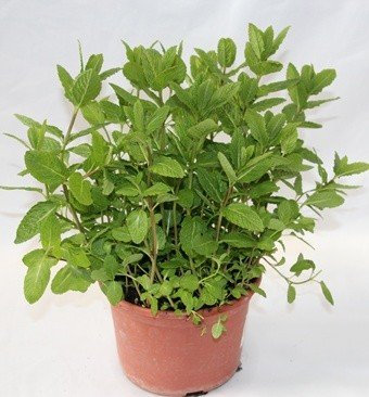 Hierbabuena - Planta Viva - Planta Aromática
