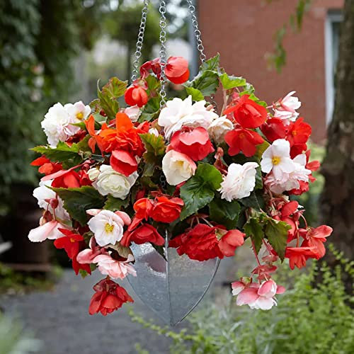schone 3 x Begonia Mixed - Fabulous Mix of Bold Blooms - Summer Flowering Bulbs - Perennials - Your Beautiful Garden (3 x Begonia Odorata Mixed)