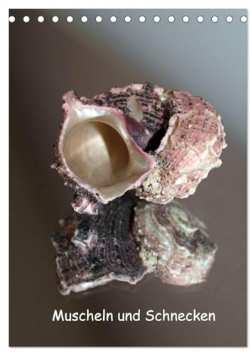 Muscheln und Schnecken (Tischkalender 2026 DIN A5 hoch), CALVENDO Monatskalender: Muscheln und Schneckenhäuser gespiegelt in Szene gesetzt. (CALVENDO Natur)