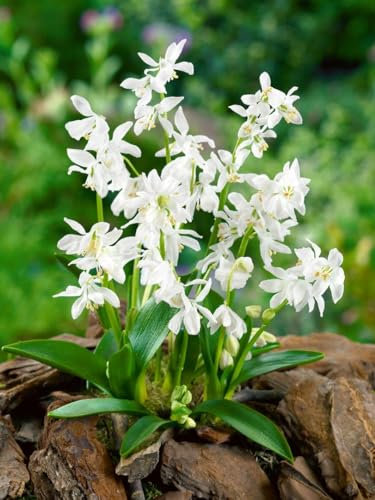 Scilla siberica 'Alba' ca. 9x9 cm Topf - Sibirischer Blaustern, weiße Blüten, Blütezeit März-April, ideal für Frühlingsbeete, bienenfreundlich, pflegeleicht