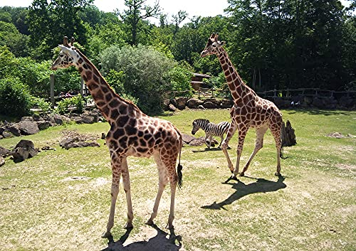 hansepuzzle 75068 - Tierpark Puzzle 130 Teile | Tierwelt Puzzle mit hochwertiger Puzzle Aufbewahrung: Kartonbox und wiederverschließbarem Beutel | Puzzle-Maße: 28,7 x 20 cm
