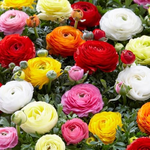 Bloomique - Mischung aus 50 - Ranunkeln - Hahnenfuß - Hahnenfuß - Farbmischung - Blumenzwiebeln - Frühlingsblüher - mehrjährige Pflanzen - wird bis zu 30-40 cm groß