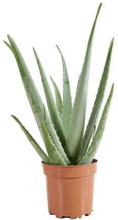 Bloomique – Aloe Vera – Zimmerpflanzen – Sukkulenten – Sukkulenten – sehr pflegeleicht – 50–60 cm hoch – Topf 17 cm