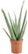 Bloomique – Aloe Vera – Zimmerpflanzen – Sukkulenten – Sukkulenten – sehr pflegeleicht – 50–60 cm hoch – Topf 17 cm