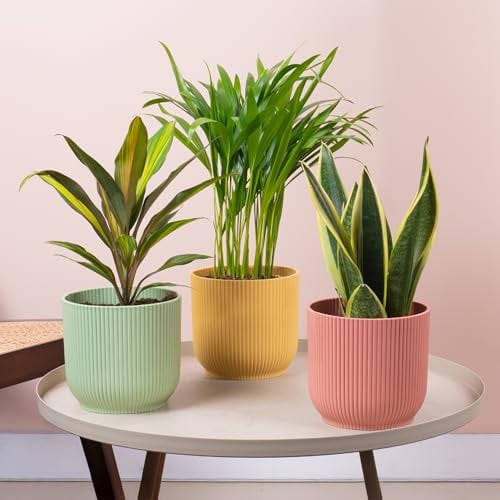 3 x Pacchetto di piante da interno facili da curare - Pianta Serpente, Palma Areca e Cordyline - Mix interno con Sansevieria Golden Flame, Cordyline Kiwi, Palma Farfalla, piante vere.