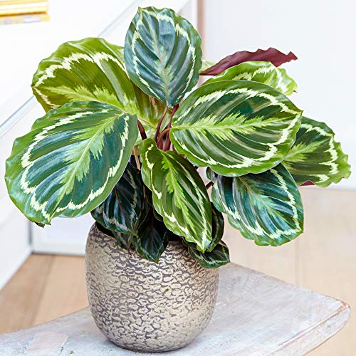Calathea Medallion Pianta Sempreverde | Migliori Piante da Interno | 30-40cm