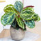 Immergrüne Calathea Medaillon | Beste Zimmerpflanze | 30-40 cm mit Topf