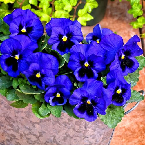 Pansy Swiss Giant blue Ullswater 300 seeds + Plant tag + Freebie - Viola wittrockiana