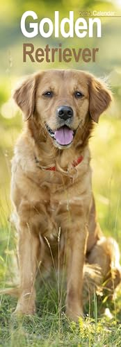 Golden Retrievers – Golden Retriever 2025: Original Avonside-Kalender – Slimline [Mehrsprachig] [Kalender] (Slimline-Kalender)