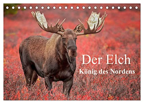 Der Elch - König des Nordens (Tischkalender 2025 DIN A5 quer), CALVENDO Monatskalender