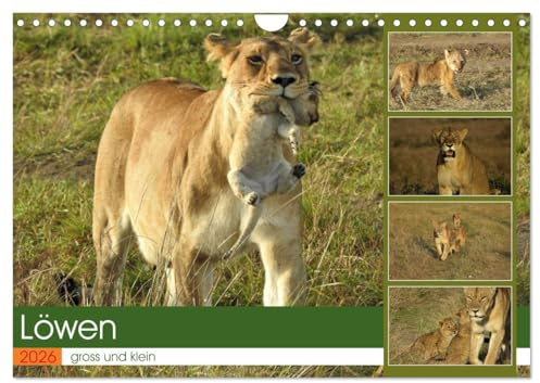 Löwen - gross und klein (Wandkalender 2026 DIN A4 quer), CALVENDO Monatskalender: Spielstunde in der freien Natur (CALVENDO Tiere)