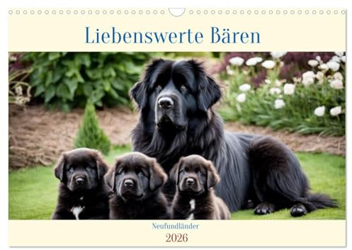 Neufundländer - Liebenswerte Bären (Wandkalender 2026 DIN A3 quer), CALVENDO Monatskalender: Der Neufundländer ist eine der größten aber auch sanftesten Hunderassen (CALVENDO Tiere)