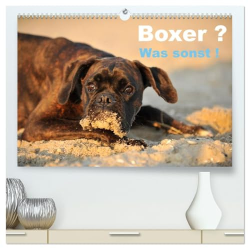 Boxer ? Was sonst ! (hochwertiger Premium Wandkalender 2026 DIN A2 quer), Kunstdruck in Hochglanz: Ein toller Boxerkalender, der zeigt, wie Boxer so sind. (CALVENDO Tiere)