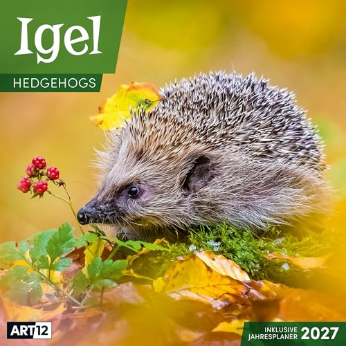 Igel Broschürenkalender 2027 - 30x30 - Art12 | Bildstarker Tier-Kalender im schlanken Hochformat (aufgeklappt 30x60 cm) | mit Eintrage-Kalendarium