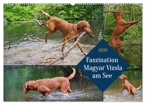 Faszination Magyar Vizsla am See (Wandkalender 2026 DIN A2 quer), CALVENDO Monatskalender: 14 Monate alter Magyar Vizsla Drahthaar beim Spielen am und im Wasser (CALVENDO Tiere)