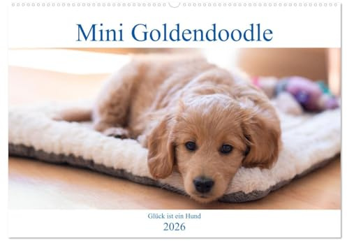 Mini Goldendoodle - Glück ist ein Hund (Wandkalender 2026 DIN A2 quer), CALVENDO Monatskalender: Mini Goldendoodles sind eine Kreuzung aus Golden ... liebevollsten Hunderassen. (CALVENDO Tiere)