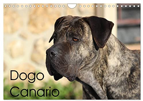 Dogo Canario (Wandkalender 2026 DIN A4 quer), CALVENDO Monatskalender: Eine spanische Hunderasse mit Ursprung auf Teneriffa und Gran Canaria (CALVENDO Tiere)