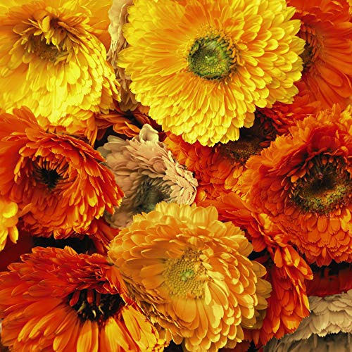 Calendula Seeds 'Art Shades Mixed' English Marigold Hardy Annual Flowering Garden Plants Easy to Grow Your Own at Home 1 Packet of 100 Seeds by Thompson and Morgan
