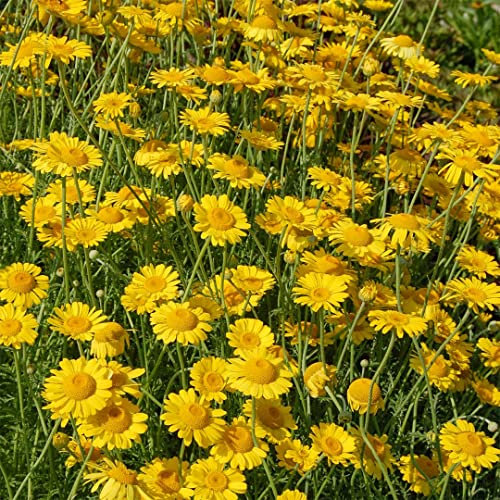 50 Semi di Camomilla (Anthemis Tinctoria)