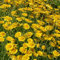 50 Semi di Camomilla (Anthemis Tinctoria)