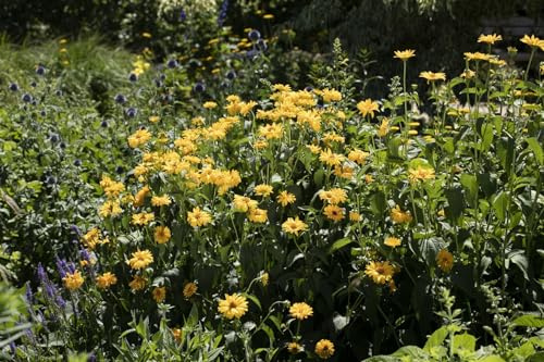 Helianthus decapetalus 'Meteor' 11x11 cm Topf – Winterhart, Mehrjährig, Pflegeleicht – Stauden-Sonnenblume – Blütenstaude für Garten & Beet