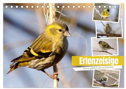 Erlenzeisige (Tischkalender 2026 DIN A5 quer), CALVENDO Monatskalender: Kleine grünlich-gelbe Kobolde (CALVENDO Tiere)