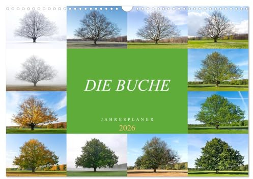 Die Buche: Jahresplaner 2026 (Wandkalender 2026 DIN A3 quer), CALVENDO Monatskalender: Vier Jahreszeiten der Rotbuche (CALVENDO Natur)
