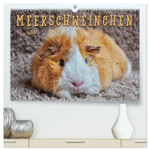 Meerschweinchen - so süß (hochwertiger Premium Wandkalender 2026 DIN A2 quer), Kunstdruck in Hochglanz: Eindrucksvolle Bilder der niedlichen Nager. (CALVENDO Tiere)