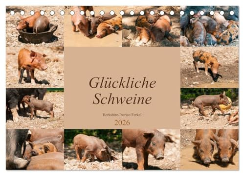 Glückliche Schweine Berkshire-Iberico Ferkel (Tischkalender 2026 DIN A5 quer), CALVENDO Monatskalender: Lustiger Alltag fröhlicher Schweinchen (CALVENDO Tiere)
