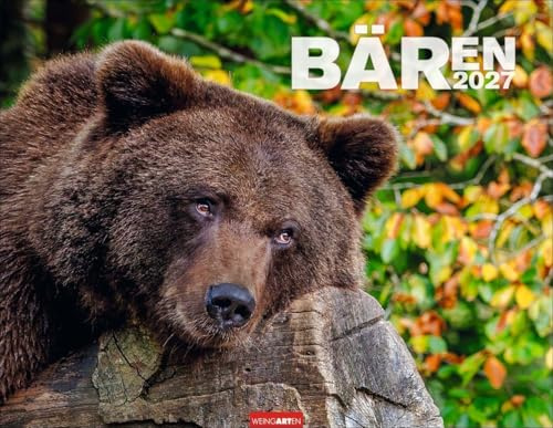 Bären Kalender 2027: Meister Petz im Jahres-Wandkalender 2027. Lustige Momentaufnahmen und herzerwärmende Bärenfotos vom Grizzly bis zum Eisbären. Tierkalender im Querformat 44 x 34 cm