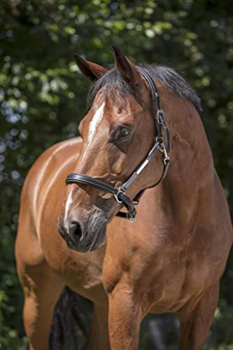 NORTON PRO „Grooming“ Lederhalfter, Vollblut, havana