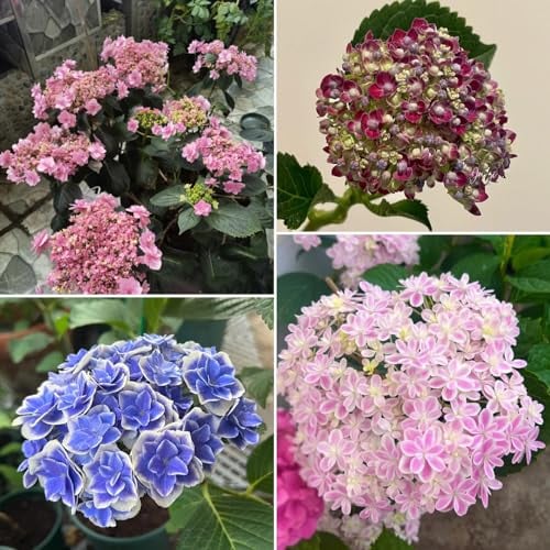 200 pcs hortensien samen bodendecker winterhart mehrjährig (hortensien) winterharte pflanzen für garten gartenpflanzen zimmerpflanzen samen balkonpflanzen winterhart pflanzen garten