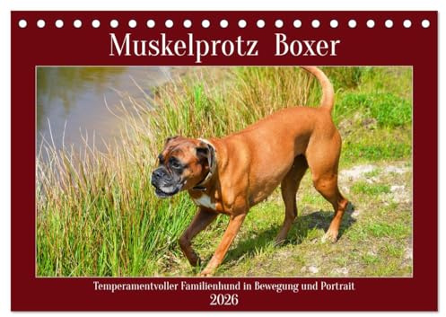 Muskelprotz Boxer (Tischkalender 2026 DIN A5 quer), CALVENDO Monatskalender: Temperamentvoller Familienhund in Portrait und Bewegung (CALVENDO Tiere)