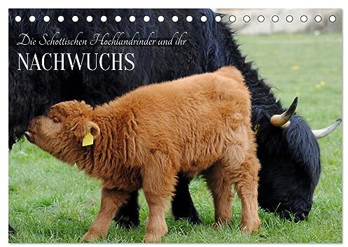 Die Schottischen Hochlandrinder und ihr Nachwuchs (Tischkalender 2026 DIN A5 quer), CALVENDO Monatskalender: Wuschelige Riesen und süßer Nachwuchs (CALVENDO Tiere)