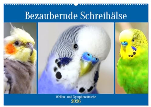 Bezaubernde Schreihälse. Wellen- und Nymphensittiche (Wandkalender 2026 DIN A2 quer), CALVENDO Monatskalender: Bunte Wellen- und kecke Nymphensittiche mit cooler Punkfrisur (CALVENDO Tiere)