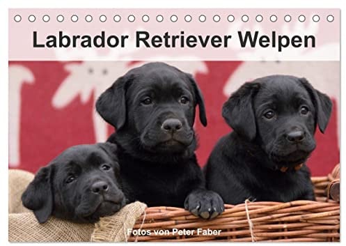 Labrador Retriever Welpen (Tischkalender 2026 DIN A5 quer), CALVENDO Monatskalender: Junge Hunde (CALVENDO Tiere)